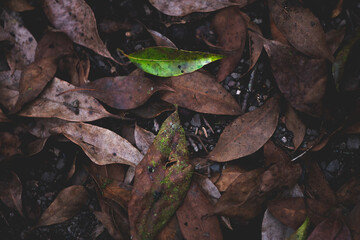 Dry brown leaves fall and die on the ground in autumn.