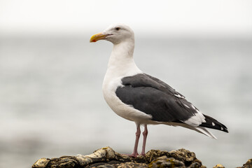 Full Body Profile of Sea Gull On Gray Day