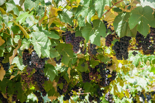 grapes in parreiral at harvest time