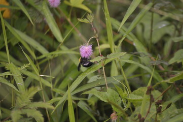 a flying bee perching on a purple flower