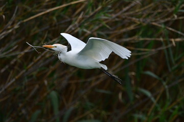 COLONIA DE GARCILLAS BUEYERAS EN UN CAÑAVERAL EN EL NORTE DE LA ISLA DE TENERIFE