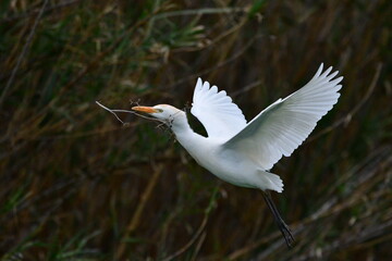 COLONIA DE GARCILLAS BUEYERAS EN UN CAÑAVERAL EN EL NORTE DE LA ISLA DE TENERIFE