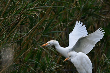 COLONIA DE GARCILLAS BUEYERAS EN UN CAÑAVERAL EN EL NORTE DE LA ISLA DE TENERIFE