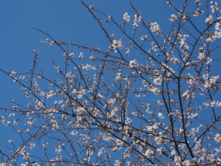 yoshino cherry early blossoms