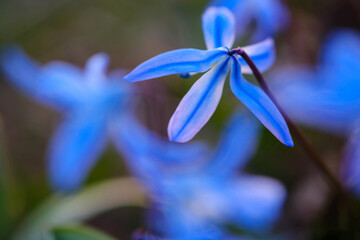 Ground flowers close-up, can be used as natural blurred background.