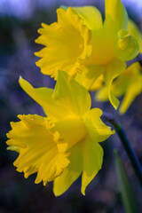 Closeup of two yellow narcissus flower.