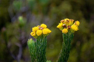 Yellow Flowers