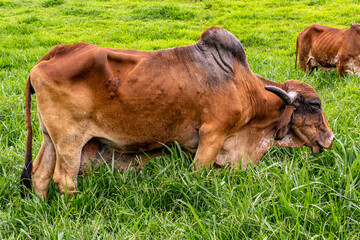 Girolando dairy cows grazing on a farm