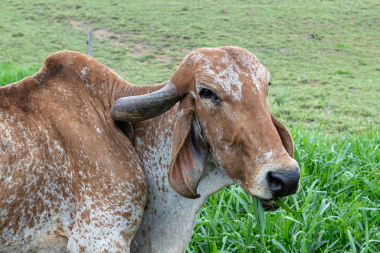 Girolando dairy cows grazing on a farm