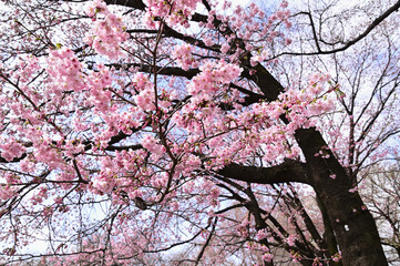 見頃を迎えたサクラ