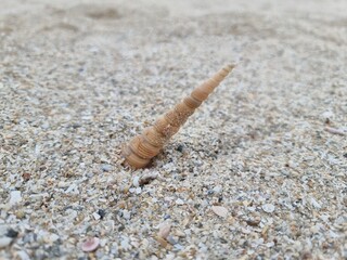 Shells in the sand on the beach