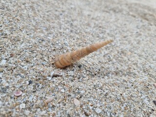 Shells in the sand on the beach