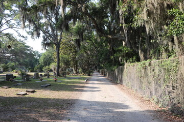Fototapeta premium trees near graveyard with sidewalk