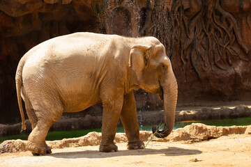 Naklejka premium elephant in zoo