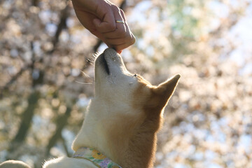 Shiba Inuduring training in the park with blooming sakura behind