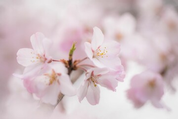 Fototapeta premium さくら