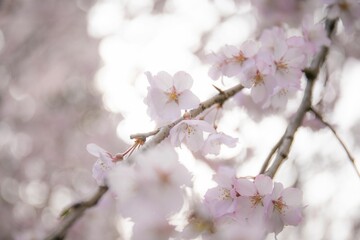 Fototapeta premium サクラ