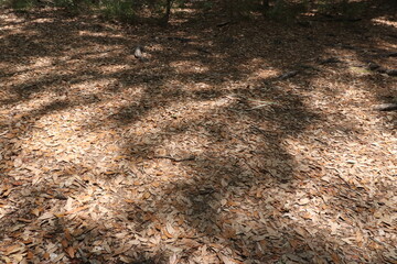 Dried Leaves on the Ground