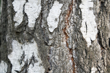 The trunk of a birch tree. Black and white stripes and cracked natural texture of Russian birch bark. High quality photo