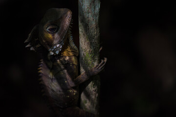 Boyd's Forest Dragon Clinging to a Vine in Daintree Rainforest (Wet Tropics World Heritage Area, Queensland, Australia)
