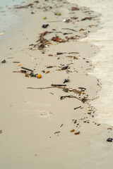Drift Wood on the beach sands.