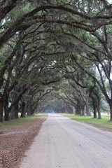 road with overhanging trees