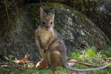 Curious Baby Red-Legged Pademelon Searches for Food (Wet Tropics, Queensland, Australia).