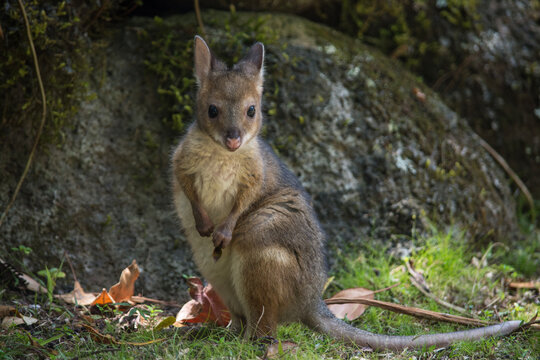 newborn pademelon