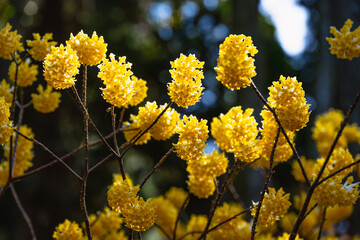 西方寺のミツマタ