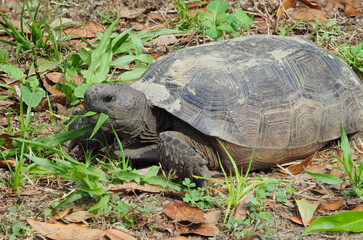 Obraz premium A Closeup Focus Stacked Image of a Gopher Tortoise Eating Grass