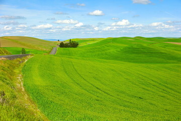 Palouse Rolling Hills in Spring