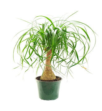 A Close-up Focus Stacked Image Of A Pony Tail Palm Tree Isolated On White