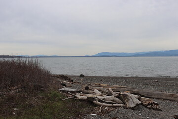 tree on the beach, tree on shore, logs and or branches on shoreline