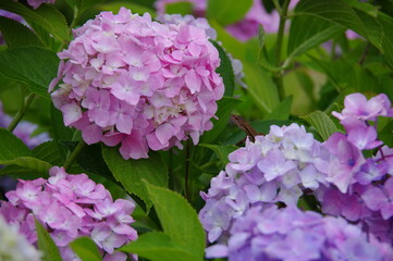 紫陽花とイモリ