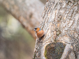 Common chaffinch, Fringilla coelebs, sits on a tree. Common chaffinch in wildlife.