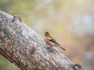 Common chaffinch, Fringilla coelebs, sits on a branch in spring on green background. Common chaffinch in wildlife.