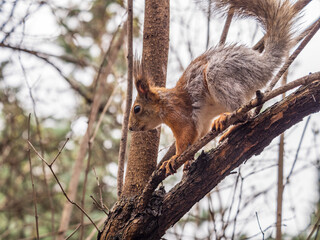 Fototapeta na wymiar The squirrel sits on a branches in the spring or summer.