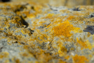 Patterns of rocks shells, rope and grass