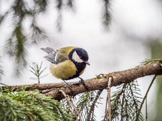 Cute bird Great tit, songbird sitting on a branch without leaves in the autumn or winter.