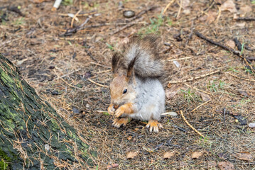 Squirrel in autumn or spring with nut on the green grass with fallen yellow leaves