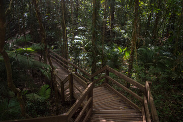 Fototapeta premium Boardwalk in the Daintree Rainforest (Wet Tropics World Heritage Area, Queensland, Australia)