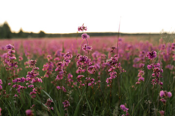 Landscape with blooming violet, purple and pink sticky catchfly (Viscaria vulgaris) . Sunset. Field in the Penza region Belinsk