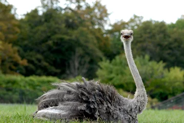 Deurstickers ostrich © IMRAN