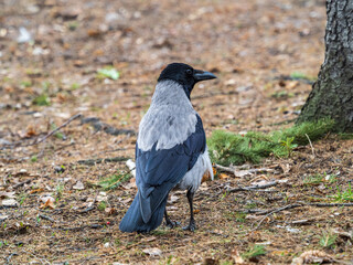Hooded crow, corvus cornix, standing on the lawn in the autumn or spring forest