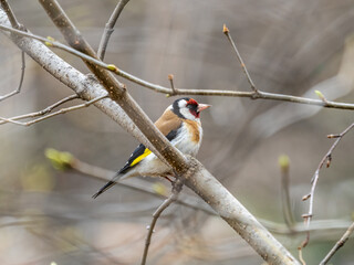The European goldfinch or simply the goldfinch, Carduelis carduelis, sits on a branch in spring on green background. The European goldfinch in wildlife.