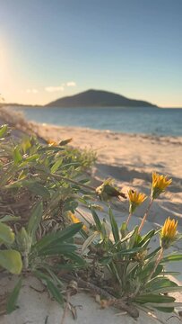 Sunrise over flowers timeplase