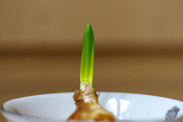 Newborn sprout .  daffodil sprout