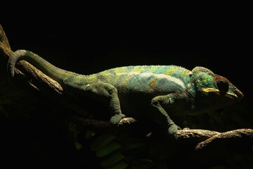 lizard on a black background