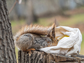 A squirrel sits on a stump and searching for food in spring or summer.