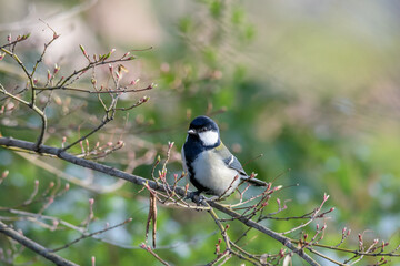 Obraz premium 人懐っこいシジュウカラ